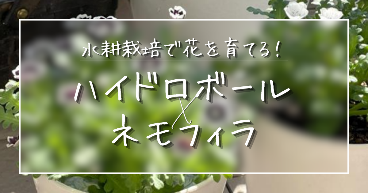 土の処分がいらない！ハイドロボールで挑むネモフィラの水耕栽培