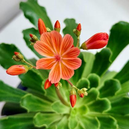 開花したコルチカムの花