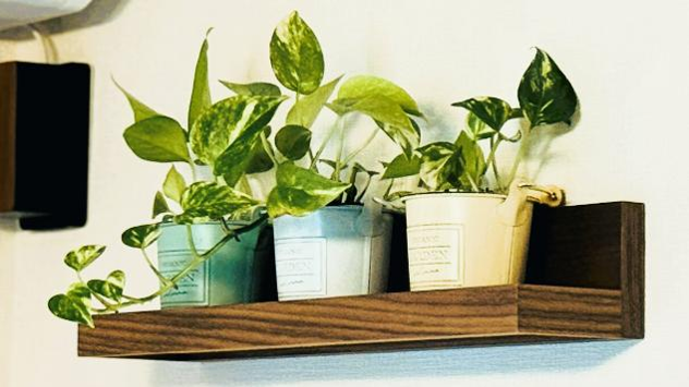 3つの鉢に植えられたポトスが壁に飾られている様子