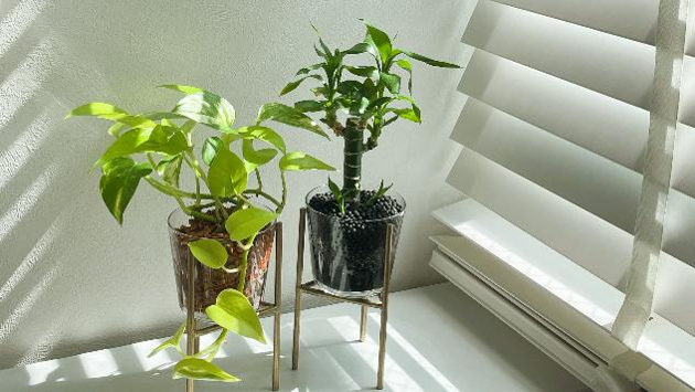 窓辺に観葉植物が飾られている様子