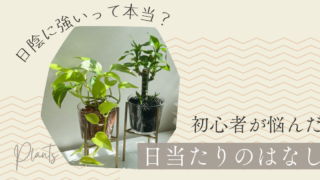 日陰に強い観葉植物って本当？初心者が悩んだ日当たりのはなし