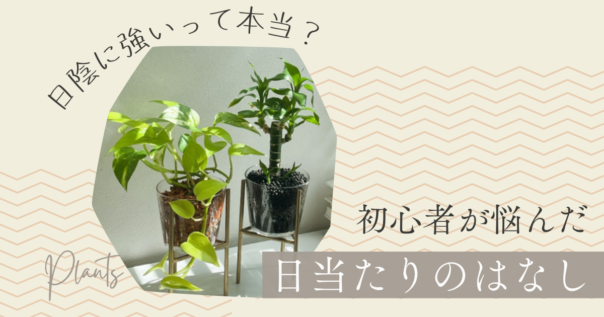 日陰に強い観葉植物って本当？初心者が悩んだ日当たりのはなし