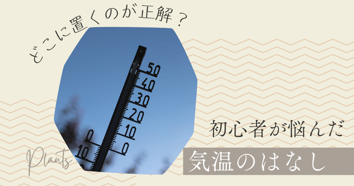 観葉植物はどこに飾るのが正解？初心者が悩んだ気温と置き場所のはなし