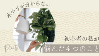 観葉植物の水やりが分からない|初心者の私が悩んだ4つのこと