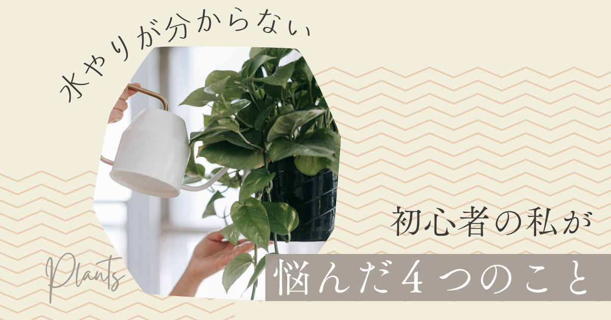 観葉植物の水やりが分からない｜初心者の私が悩んだ4つのこと