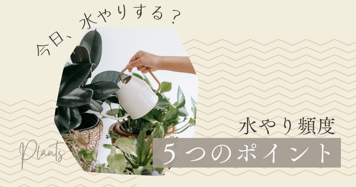 観葉植物の水やり頻度に迷ったら｜今日、水やりする？を判断する5つのポイント