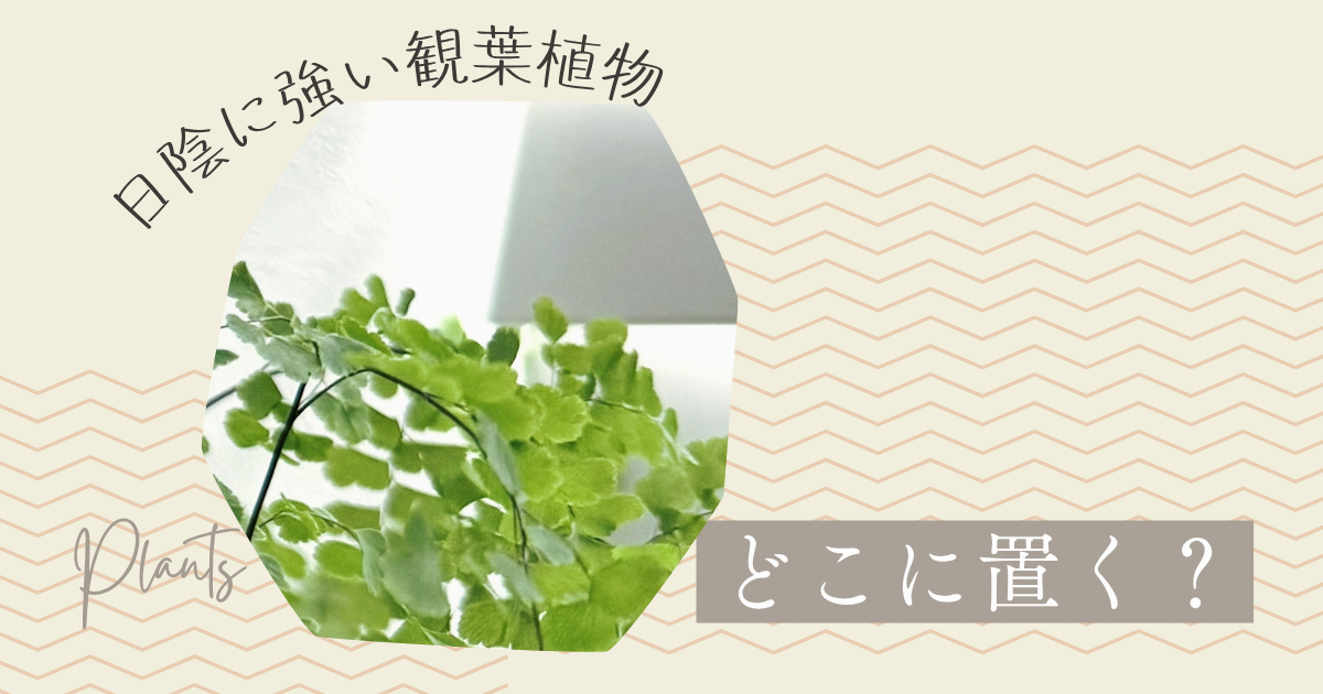 室内の日陰に強い観葉植物｜置き場所に迷ったら確認したい4つのこと