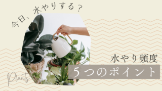 観葉植物の水やり頻度に迷ったら｜今日、水やりする？を判断する5つのポイント