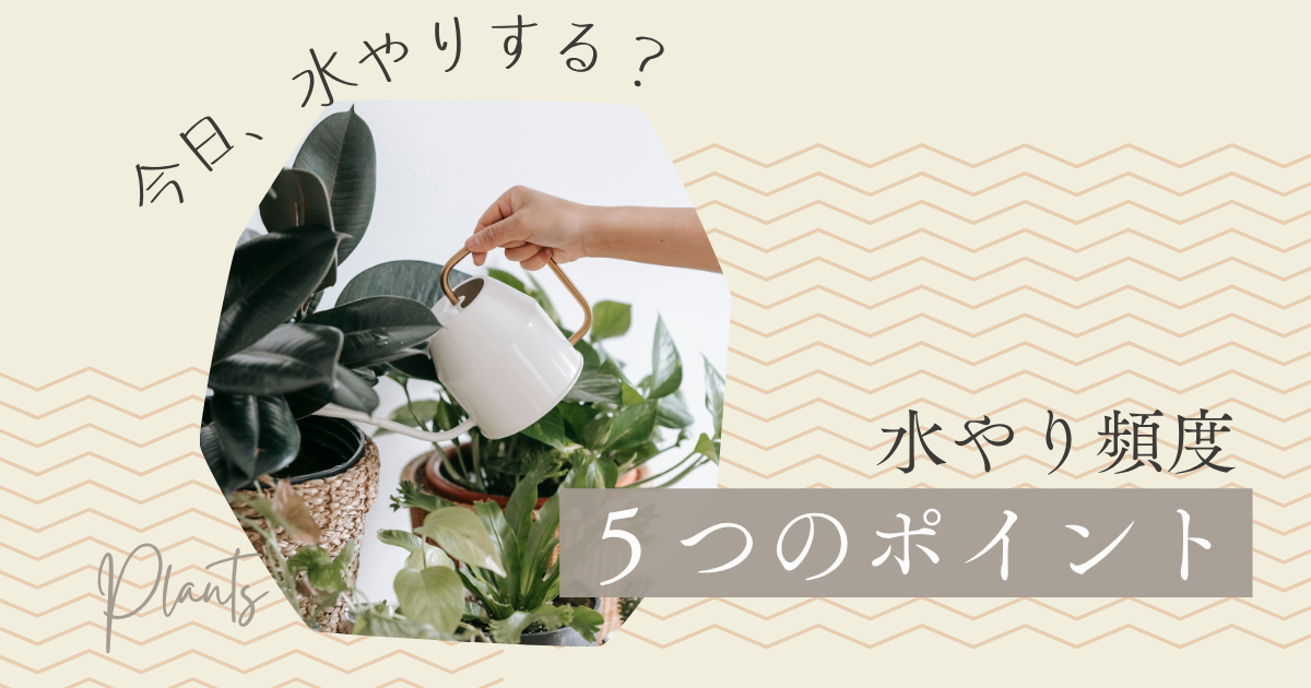 観葉植物の水やり頻度に迷ったら｜今日、水やりする？を判断する5つのポイント