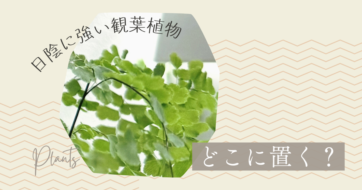 室内の日陰に強い観葉植物｜置き場所に迷ったら確認したい4つのこと